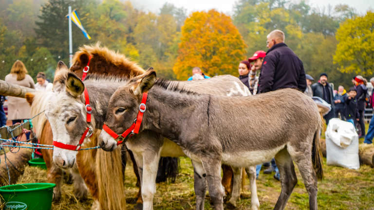 Kalter Markt in Ortenberg: Rund um Pferd, Vieh und Geflügel
