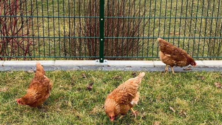 Trend geht zum eigenen Huhn