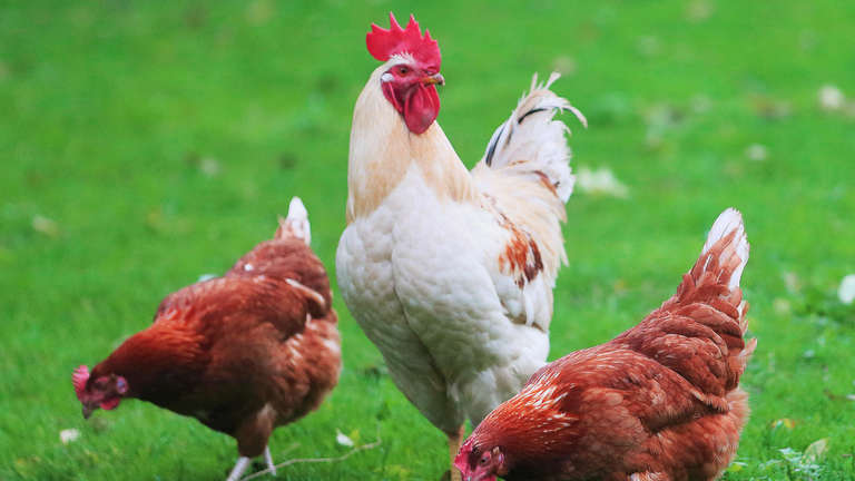 Wetterauer Züchter mit kurioser Idee: Warum nicht mal ein Huhn leihen?